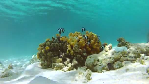 Onderwater tropische oceaan — Stockvideo