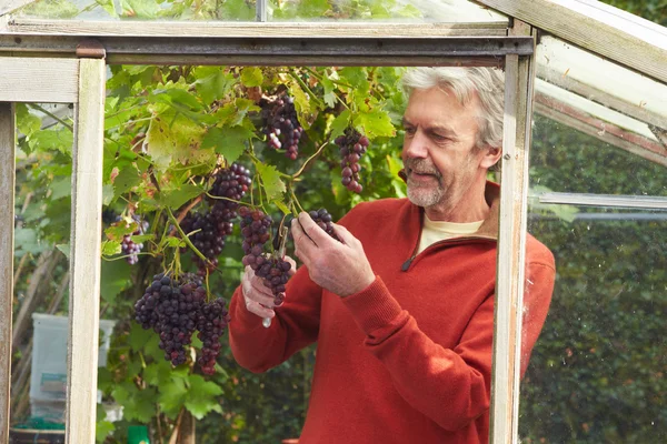 Oudere Man cultiveren van druiven — Stockfoto