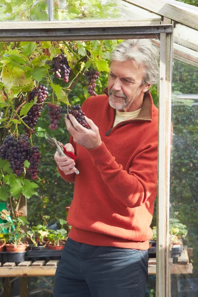 Hombre maduro cultivando uvas — Foto de Stock