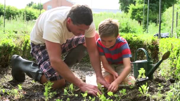 Far och son plantering plantor i marken — Stockvideo