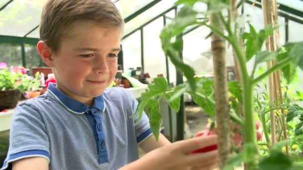 Chłopiec zbieranie i jedzenie pomidorów — Wideo stockowe