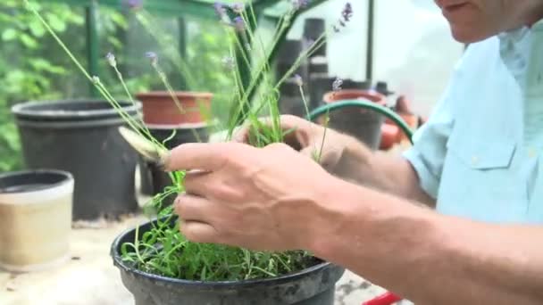 온실에 라벤더 식물 가지 치기 하는 남자 — 비디오