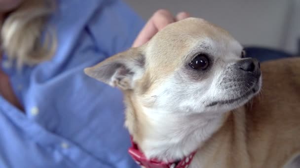 Mujer acariciando mascota chihuahua — Vídeos de Stock