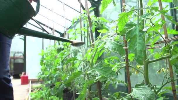 Riego de tomates en invernadero — Vídeo de stock