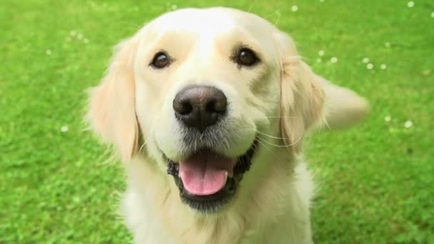 Piękny złoty pies myśliwski siedzi na trawie — Wideo stockowe