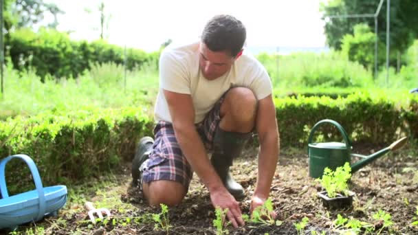 Człowiek sadzenia sadzonki w ziemi — Wideo stockowe