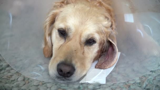 Pobre Golden retriever Dog — Vídeo de Stock