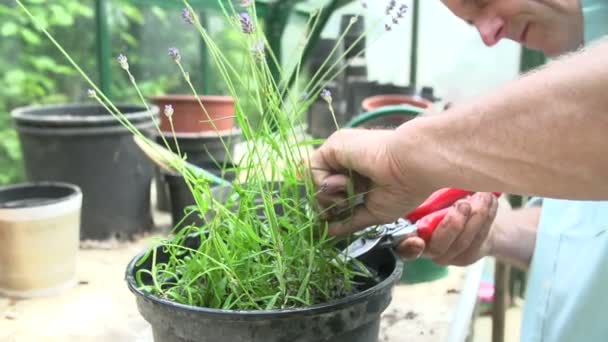 Człowiek, przycinanie lawendy roślin w szklarni — Wideo stockowe