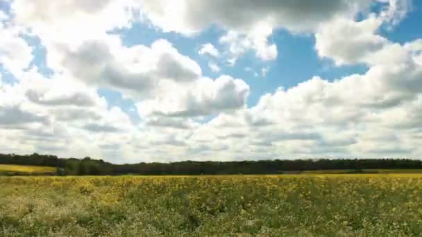 Wolken ziehen über Rapsfeld — Stockvideo