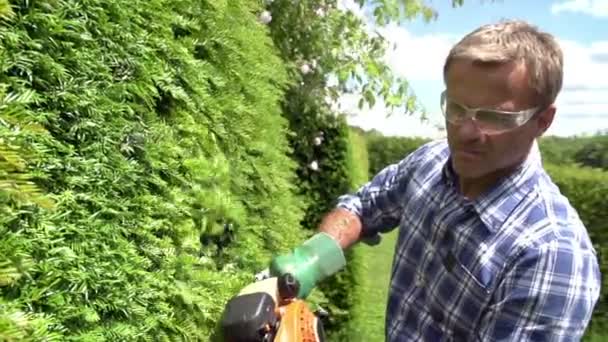 Man trimma hedge — Stockvideo