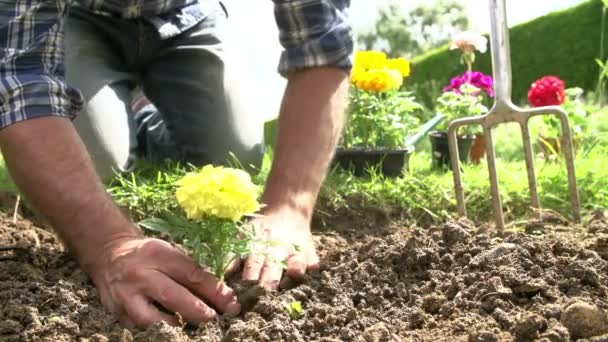 Las manos del hombre plantando flor — Vídeos de Stock