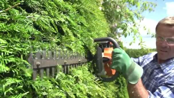Man trimming hedge — Stock Video