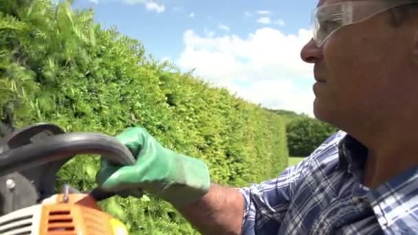 Man trimma hedge — Stockvideo