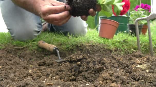 Las manos del hombre plantando flor — Vídeos de Stock