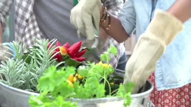 Koppel op dak transplanteren van bloemen — Stockvideo