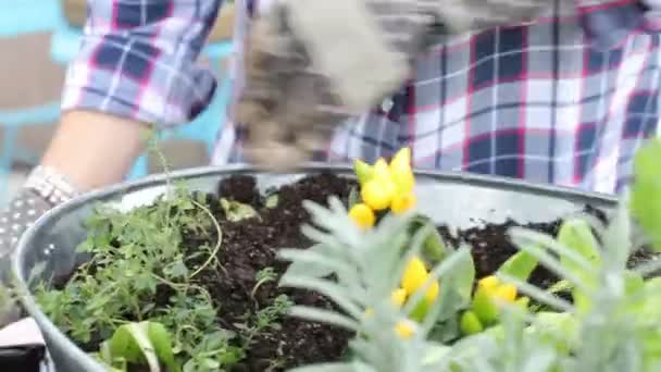 Mädchen verpflanzt Blumen in Metallschale — Stockvideo