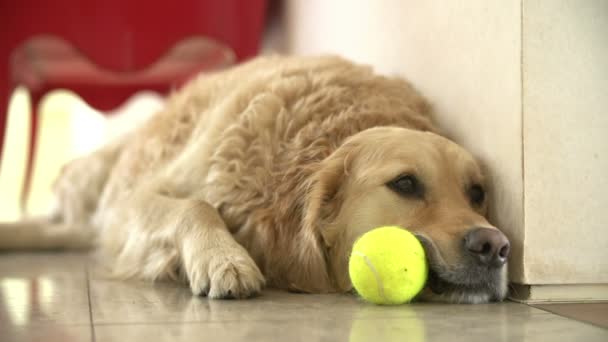 Golden Retriever pies gry z piłką pomieszczeniu — Wideo stockowe