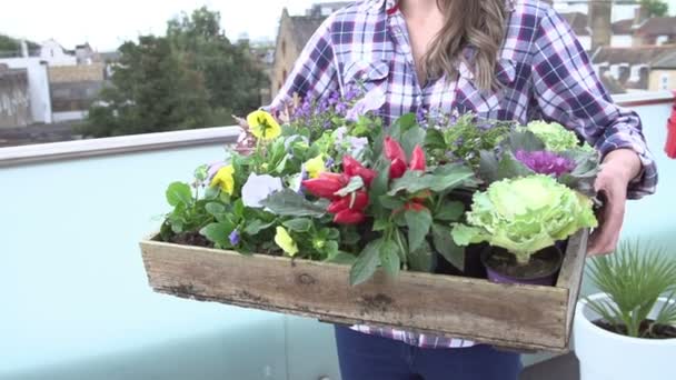 Flicka anläggning låda med blommor — Stockvideo