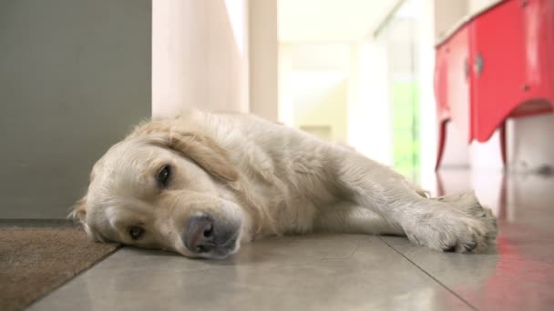 Золотой ретривер, лежащий на полу в помещении — стоковое видео