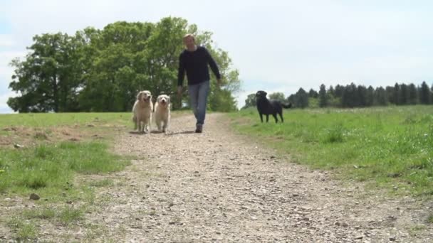 Homme Exercice Chiens — Video