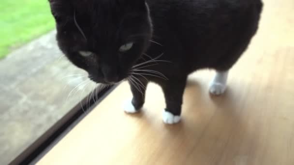 Cat sitting on windowsill — Stock Video