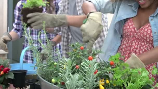 Företaget på tak med blommor i metall skål — Stockvideo