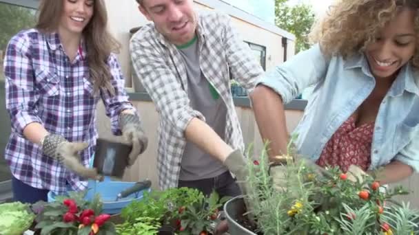 Bedrijf op dak met bloemen in metaalkom — Stockvideo