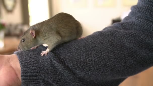 Вomestic rat kruipen op iemands hand — Stockvideo