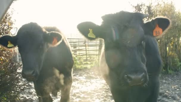 Ganado en el campo en la granja lechera — Vídeo de stock