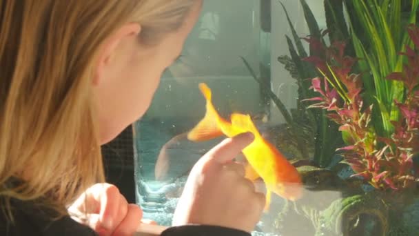 Девушка играет с золотыми рыбками — стоковое видео