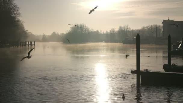 Silhouet van vogels vliegen Over rivier de Theems — Stockvideo