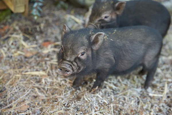 Two Pet Micro Pigs On Straw — Stock Photo, Image