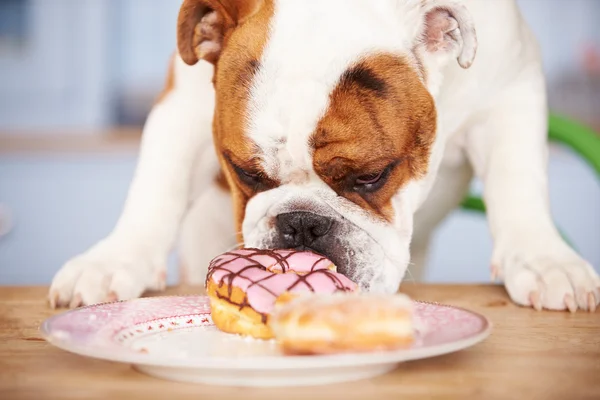 Britische Bulldogge von Teller mit Kuchen verführt — Stockfoto