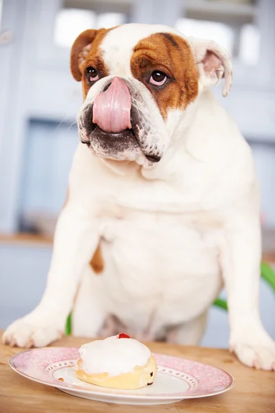 Traurig aussehende britische Bulldogge — Stockfoto