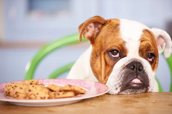 Angol Bulldog megkísértette a lemez, a cookie-k — Stock Fotó