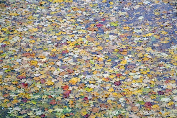 テクスチャ 公園の池の表面に落ちた葉 水の上だ 自然界の明るい色 10月 — ストック写真