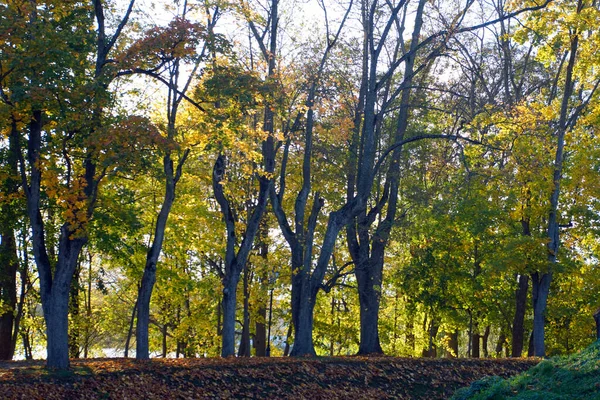 秋の古い公園 黄色の葉を持つ背の高い木 美しい景色だ — ストック写真