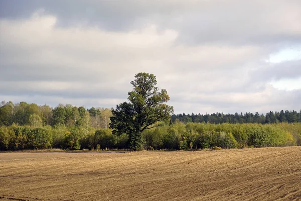 Jesienny Krajobraz Duży Stary Dąb Skraju Lasu Przed Zaoranym Polem — Zdjęcie stockowe