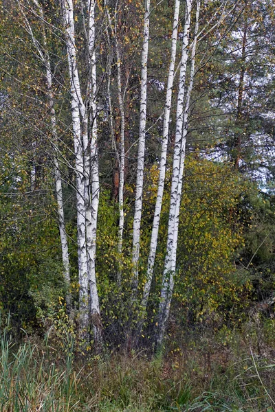 Paisagem Outono Birch Bosque Troncos Árvores Brancas Outubro Queda Folhas — Fotografia de Stock