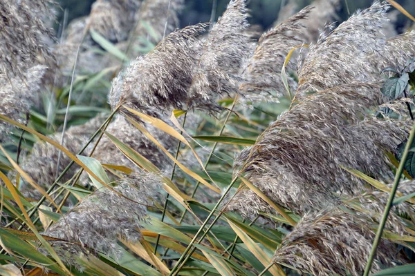 Rieten Van Dichtbij Gras Plant Textuur — Stockfoto