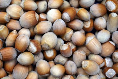  Orman hasadı. Hazel. Vahşi doğada bitki tohumları. Yakın çekim..                              