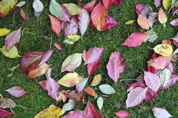 秋の気配 公園の芝生の上に落ちた明るい葉 — ストック写真