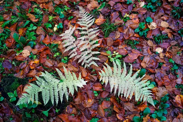 Sonbahar modası. Düşen yapraklar Top view 'de. Kasım ayında ormanda. Fern.                               