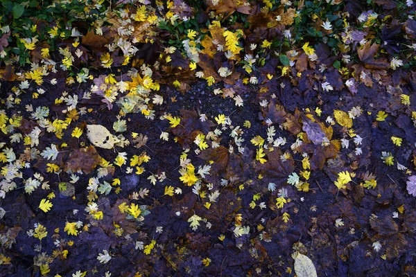 秋の流行だ トップビューのままになります 森の中の11月 — ストック写真