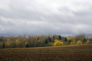     Sonbahar manzarası Kasım ayı başlarında güzel çayır ve koruluk manzarası Horizon ve açık alanlar                           
