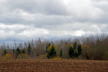     Sonbahar manzarası Kasım ayı başlarında güzel çayır ve koruluk manzarası Horizon ve açık alanlar                           