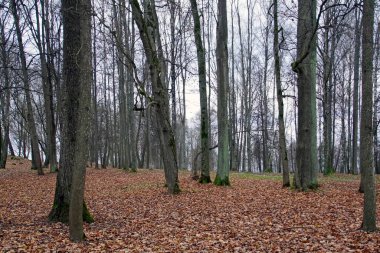 Düş! Bulutlu Kasım. Eski parkın manzarası güzelmiş. Yatay çekim                       