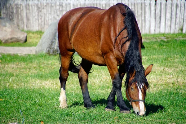 Caballo Roza Césped Del Parque Mascotas Granja — Foto de Stock