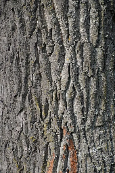 Текстура Поверхні Кори Дерева Покрита Лишайником Дубовий — стокове фото