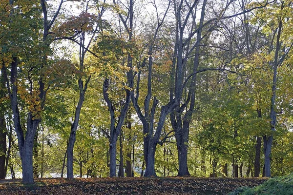     Altın sonbahar. Eski parkta güneşli bir gün. Akçaağaç.                           